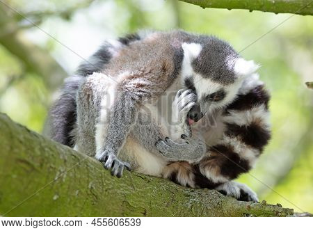 Maki From Afrika (madagascar) In Natural Habitat, In A Tree