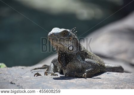 Capture Of A Stunning Large Iguana Lizard On A Rock.