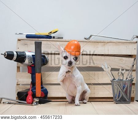 Chihuahua Breed Funny White Dog With Small Muzzle In A Red Protective Construction Helmet Sits Among