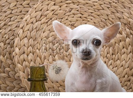 Purebred Puppy Of White Chihuahua With Big Black Eyes, Nose And Rose Ears, With A Cheerful Funny Muz