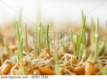 Whole Wheat Sprouts, Germinated Wheat Seeds Close-up