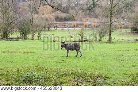 Grey Donkey In The Green Meadows Of The Boudewijn City Park, Jette, Brussels Capital Region, Belgium
