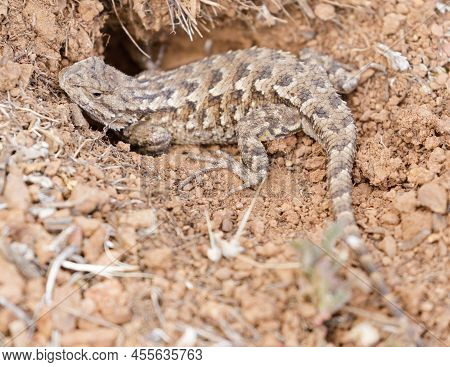 Coast Range Fence Lizard, Adult Female. Santa Clara County, California, Usa.