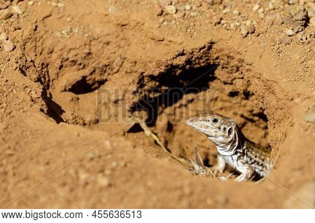 California Whiptail Lizard Peeking Through Burrow. Rancho San Antonio Preserve, Santa Clara County, 