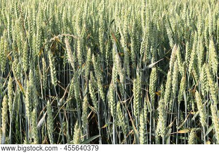 Many Green Ears Of Wheat Ripening In The Cultivated Field Almost Ready For Harvest