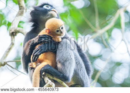 Mother Dusky Leaf Monkey Or Spectacled Langur Holding A Newborn On The Tropical Forest Canopy. Koh W