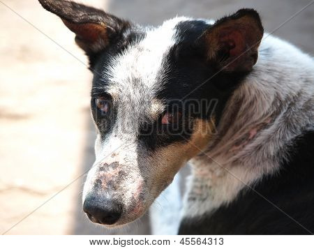 Sed hond