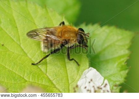 Closeup On A Furry Brown Bear Hoverfly, Riorhina Berberina Sitting On A Green Leaf In The Field