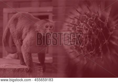 Monkeypox Virus. Red Background. Outbreak Concept. Virus Transmitted To Humans From Animals. Monkeys