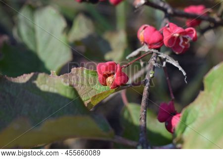 Beautifully Colored Autumn Leaves Of Euonymus Hamiltonianus (mayumi). Branches With Pink Fruits Of E