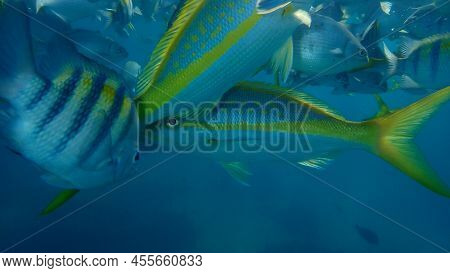 Yellowtail Snapper (ocyurus Chrysurus) Undersea, Atlantic Ocean, Cuba, Varadero