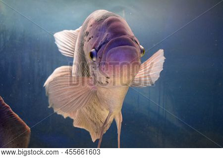 Beautiful Tilapia Fish In Water Tank In The Zoo