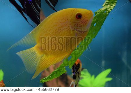 Heros Efasciatus. Severum Cichlid Swims In The Aquarium. Heros Severus Swim In An Aquarium. Yellow F