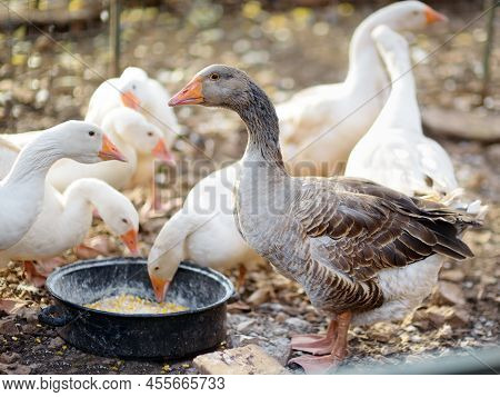 Feeding Geese From Bio Organic Food In The Farm Chicken Coop. Floor Cage Free Chickens Is Trend Of M