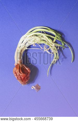 Spoiled Onions With Green Sprout On Blue Background With Gradient.global Hunger Problem.overconsumpt