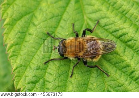 Detailed Dorsal Closeup On The Hairy, Fluffy, Variable Bear Hoverfly, Criorhina Berberina On A Green