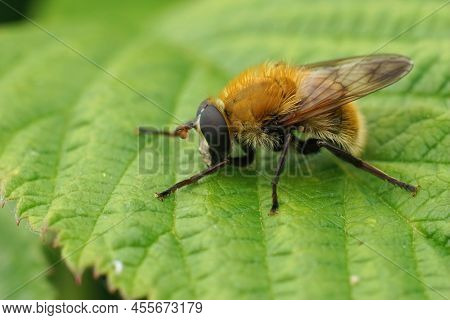 Detailed Closeup On The Hairy, Fluffy, Variable Bear Hoverfly, Criorhina Berberina Sitting On A Gree