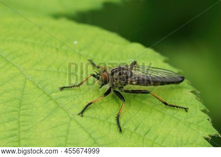 Closeup On A Predator Common Awl Robberfly Neoitamus Cyanurus Sitting On A Green Leaf In The Forrest