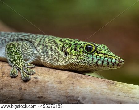 Standing's Day Gecko, Phelsuma Standingi On Branch