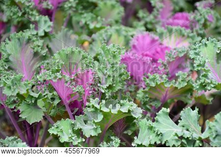 Ornamental Cabbage Plant. Chidori Cale Fresh Foliage. Garden, Park Or Wild Nature Plant. Beautiful S
