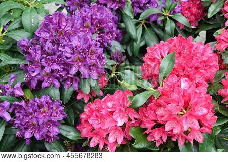 Rhododendron Flowers. Rhododendron Catawbiense Grandiflorum. Wilgens Ruby And Roseum Elegans Blossom