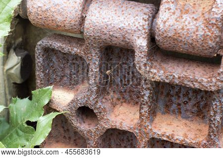 Opiliones Spider On An Old Rusty Metal Belt In Nature