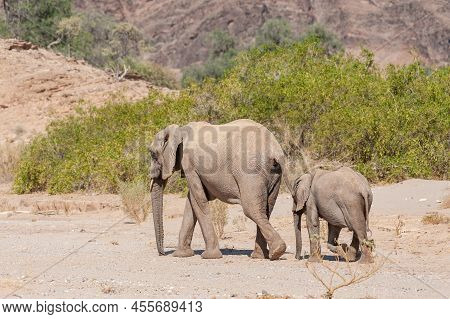 Closeup Of Two African Desert Elephant - Loxodonta Africana- Wandering In The Desert In North Wester