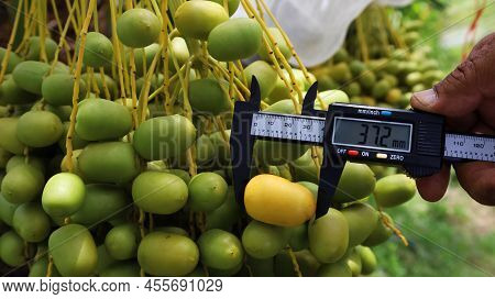 Check For Fresh Dates. Close-up View Of Farmers Using Raw Palm Fruit Size Measurements To Collect Da