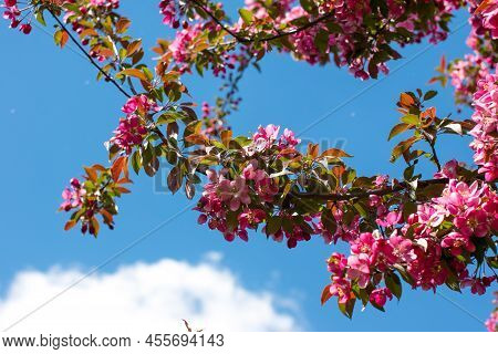 A Small Blooming Apple Tree With Pink Flowers And Burgundy Leaves. Red Kuldzhinka Or Nedzvetsky 's A