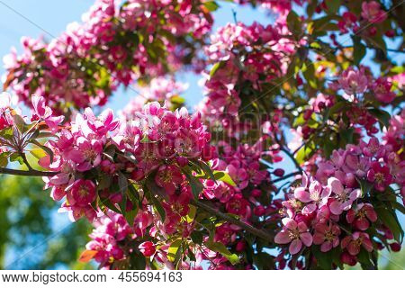 A Small Blooming Apple Tree With Pink Flowers And Burgundy Leaves. Red Kuldzhinka Or Nedzvetsky \'s 