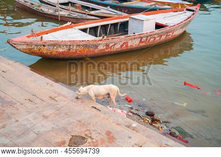 17.12.2019, Varanasi, India. An Emaciated Dog Runs Along The Littered Shore, Looking For Food. In Th