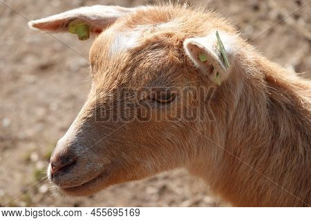 Portrait Of A West African Dwarf Goat In A Petting Zoo. He Is Light Brown And Has Ear Tags
