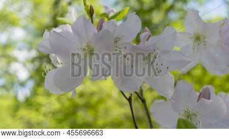 Close-up View Of Beautiful White Flowers. Rhododendron Schlippenbachii. Rhododendron Flowers With Wh
