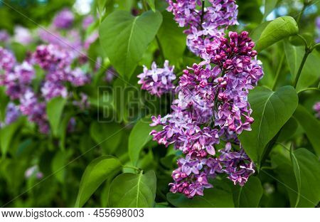 Beautiful Lilac Flowers Branch On A Green Background, Natural Spring Background, Soft Selective Focu