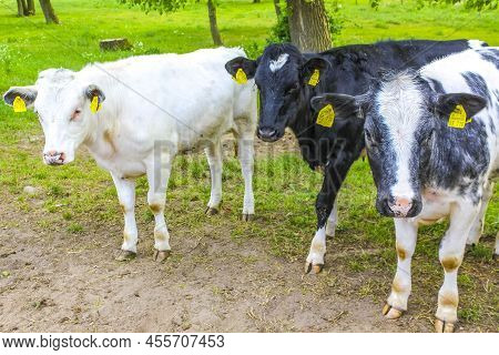 North German Agricultural Field With Cows Nature Landscape Panorama Germany.