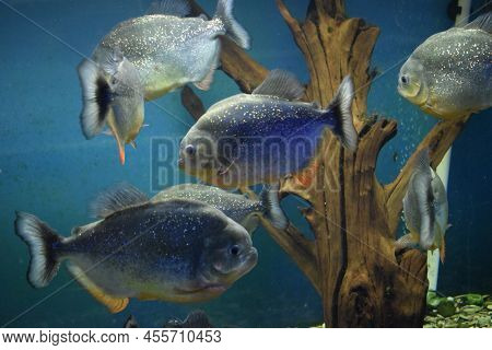 Group Of Red-bellied Piranhas Are Swimming In Fish Tank. Red Piranha (pygocentrus Nattereri), Select