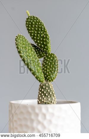 Bunny Ears Cactus In A Decorative Pot