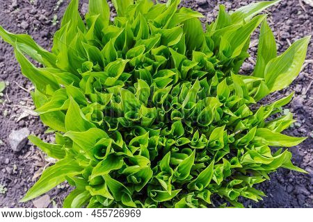 Bush Of The Herbaceous Plants With Young Wide Sessile Leaves Of Bright Light Green Color On Flower B