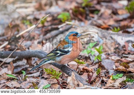 Common Chaffinch, Fringilla Coelebs, Sits On The Ground In Spring. Common Chaffinch In Wildlife.