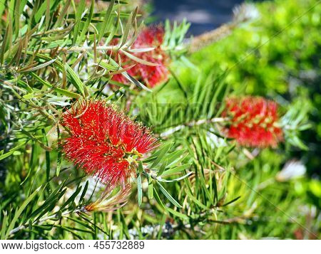 Evergreen Shrub Callistemon, Myrtle Family. Bright Red Flowers In The Form Of Brushes Against A Back