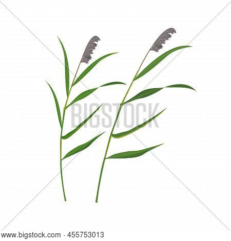 Cane Dry Panicles Isolated On White. Swamp Vegetation Element.