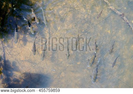 Waterfall Landscape. Ayun's Fall Water Stream. River Nahal Ayun