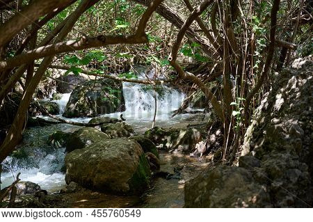 Windbreak And Deadwood Ayuna Water Stream. River Nahal Ayun. Reserve And National Park. Upper Galile