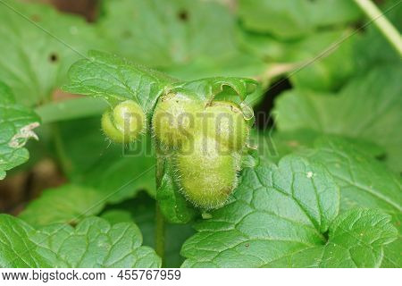 Detailed Closeup On The Gall On Ground Ivy, Glechoma Hederacea, By A Parasite Wasp, Liposthenes Glec