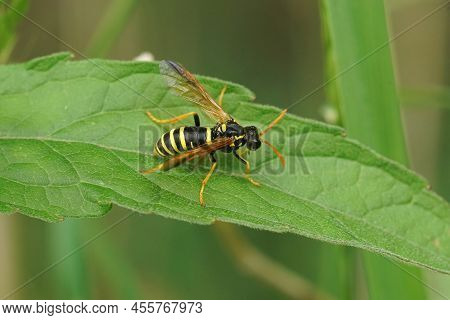 Closeup On A Colorful Figwort Sawfly , Tenthredo Scrophulariae, Mimicking A Wasp, Sitting On A Green