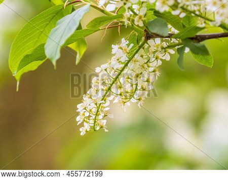 White Flowers Blooming Bird Cherry. Close-up Of A Flowering Prunus Padus Tree With White Little Blos