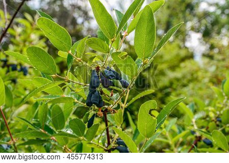 Early Blue Honeysuckle Berries On The Bush