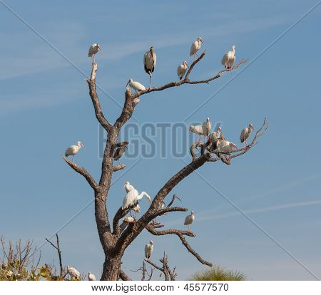 De vogel boom