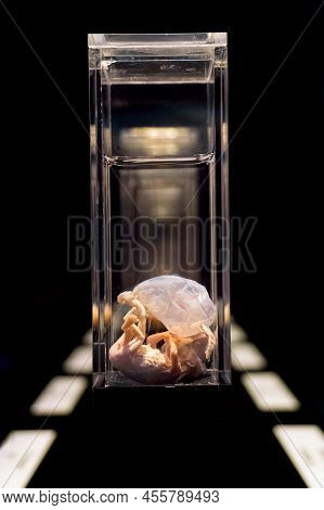 Moscow, Russia - May 05, 2021: Famous Anatomy Exhibition Body Worlds Where Plastinated Bodies Are Ex