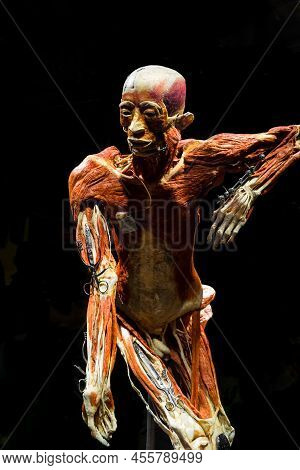 Moscow, Russia - May 05, 2021: Famous Anatomy Exhibition Body Worlds Where Plastinated Bodies Are Ex